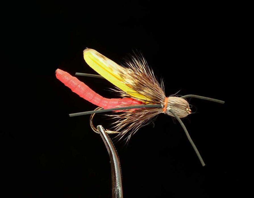 Adult Salmonfly