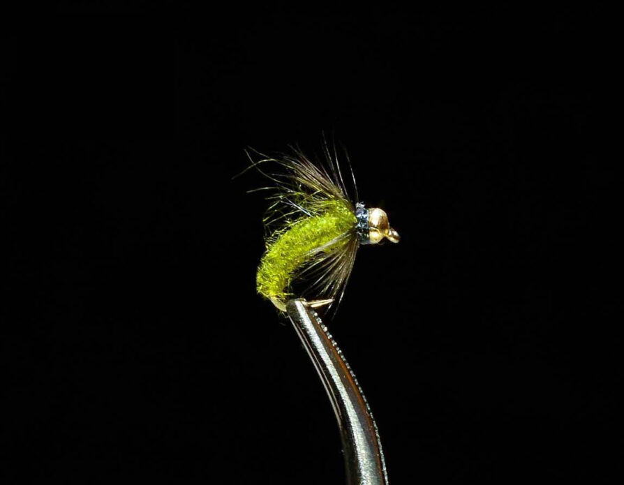 Beadhead Caddis Pupa